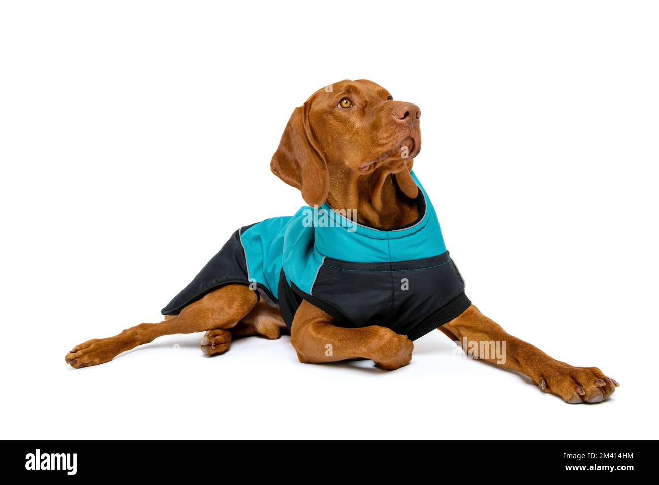 Portrait studio complet d'un magnifique chien vizsla portant un manteau de chien d'hiver, isolé sur fond blanc. Banque D'Images