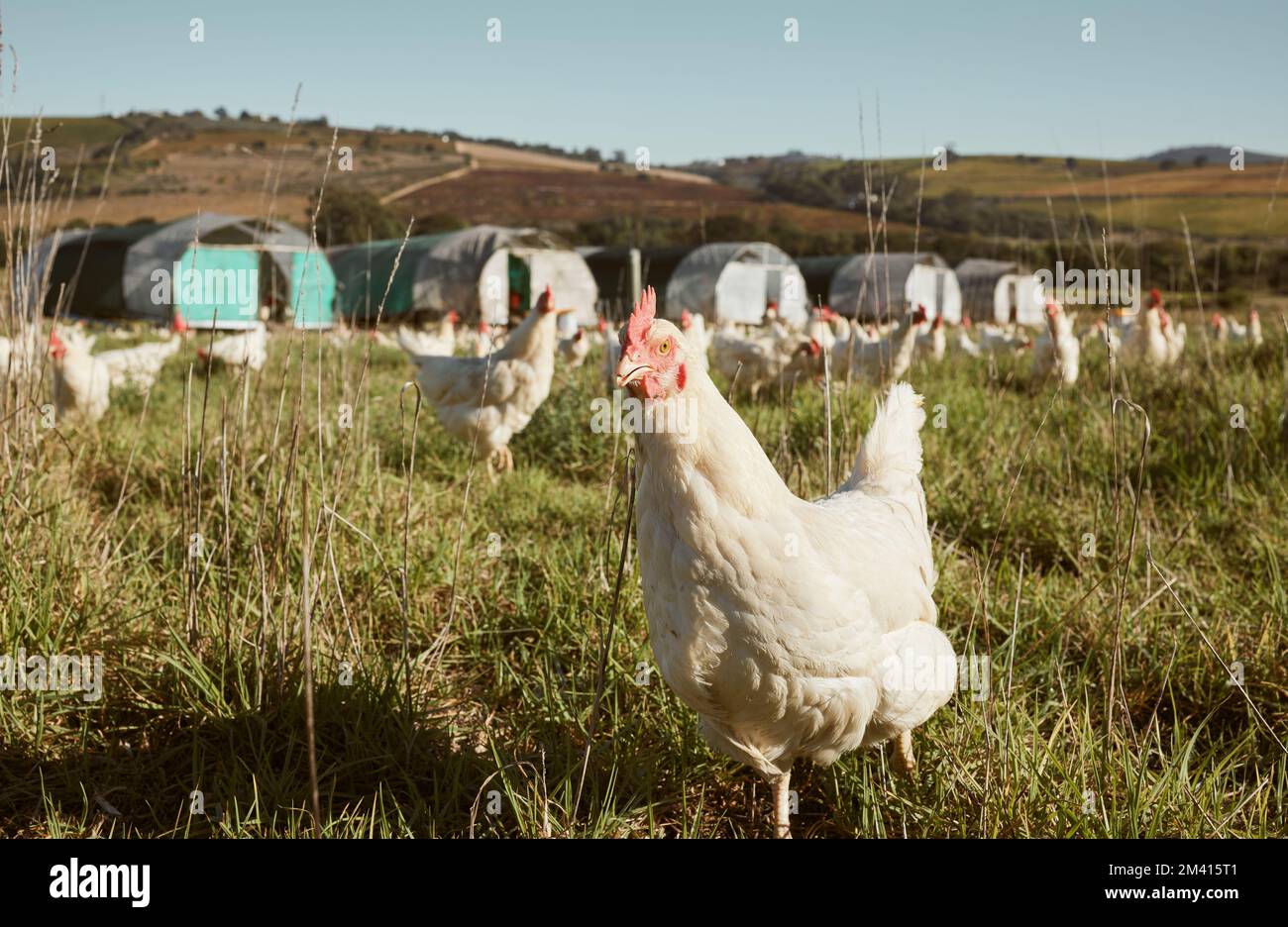 Agriculture, élevage et poulet sur le terrain en campagne sur une ferme de protéines biologique, saine et naturelle. Durabilité, paysage de la nature et troupeau de Banque D'Images