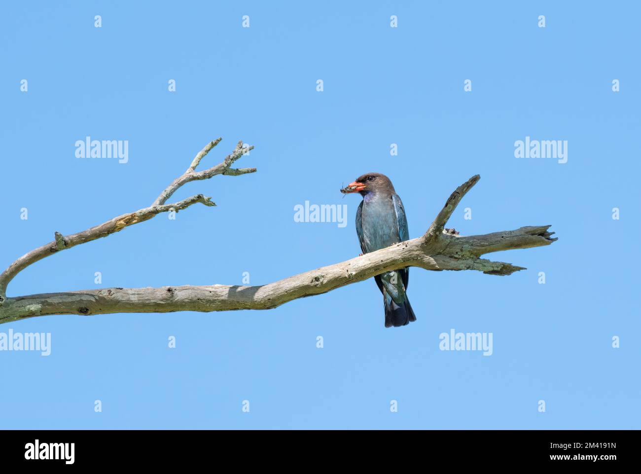 Le Dollarbird, le seul membre de la famille Roller à atteindre l'Australie, est un migrant reproducteur d'été qui passe l'hiver du sud en Nouvelle-Guinée. Banque D'Images
