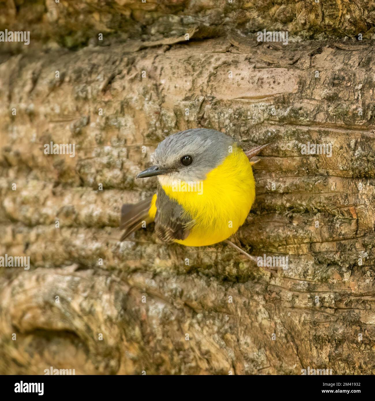 Le robin jaune de l'est (Eopsaltria australis) est un robin australasien de l'est de l'Australie côtière et sub-côtière. Banque D'Images