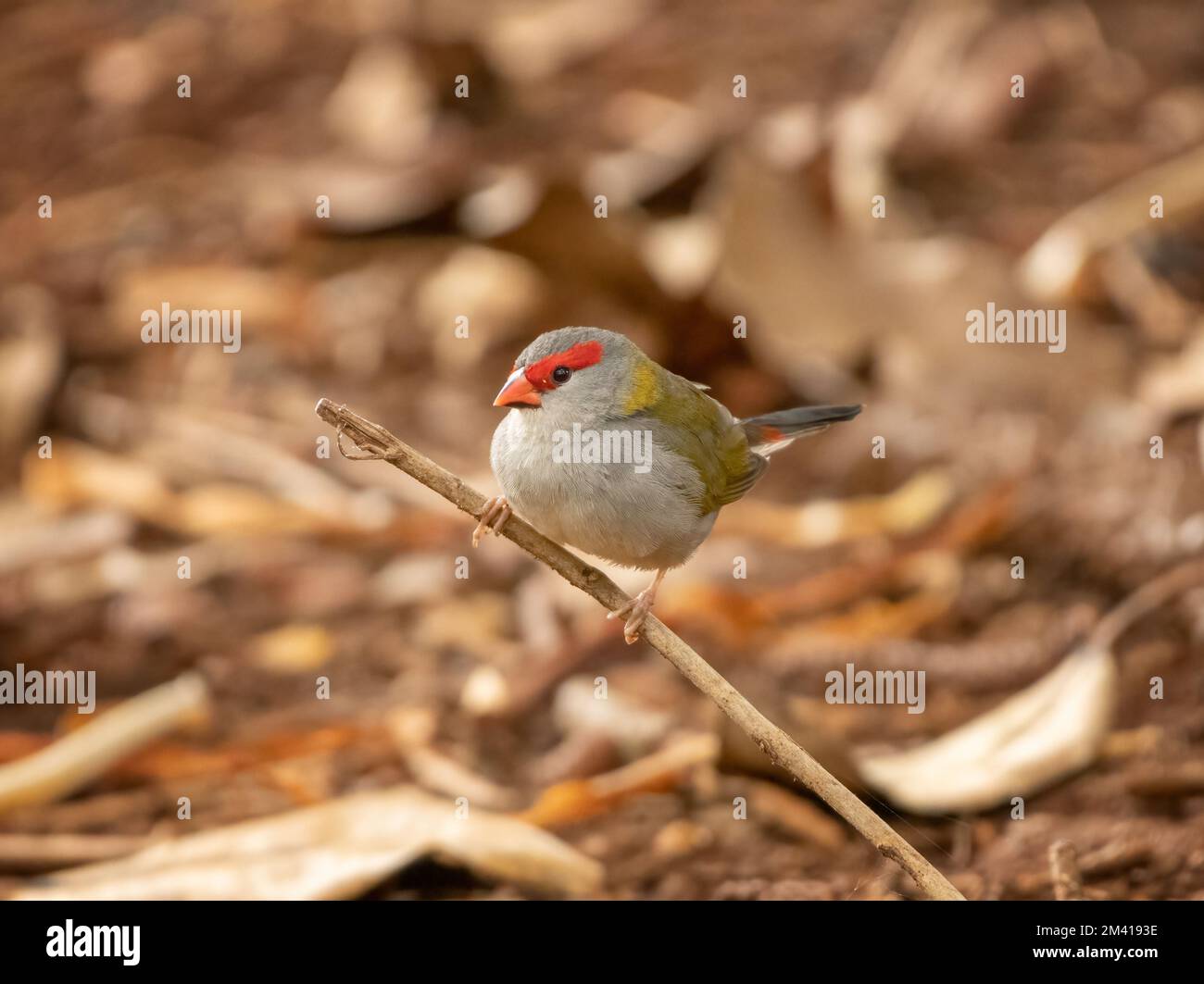 Le finch brun rouge (Neochmia temporalis) peut être facilement reconnu par la bande rouge vif au-dessus de l'œil, qui habite la côte est de l'Australie Banque D'Images