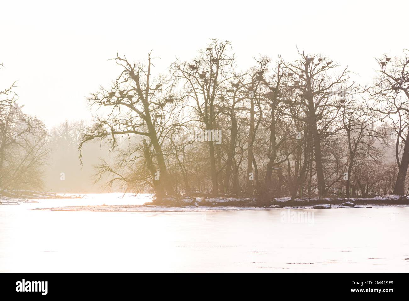 Arbres au coucher du soleil avec le brouillard autour. Hiver, froid et glace. Banque D'Images