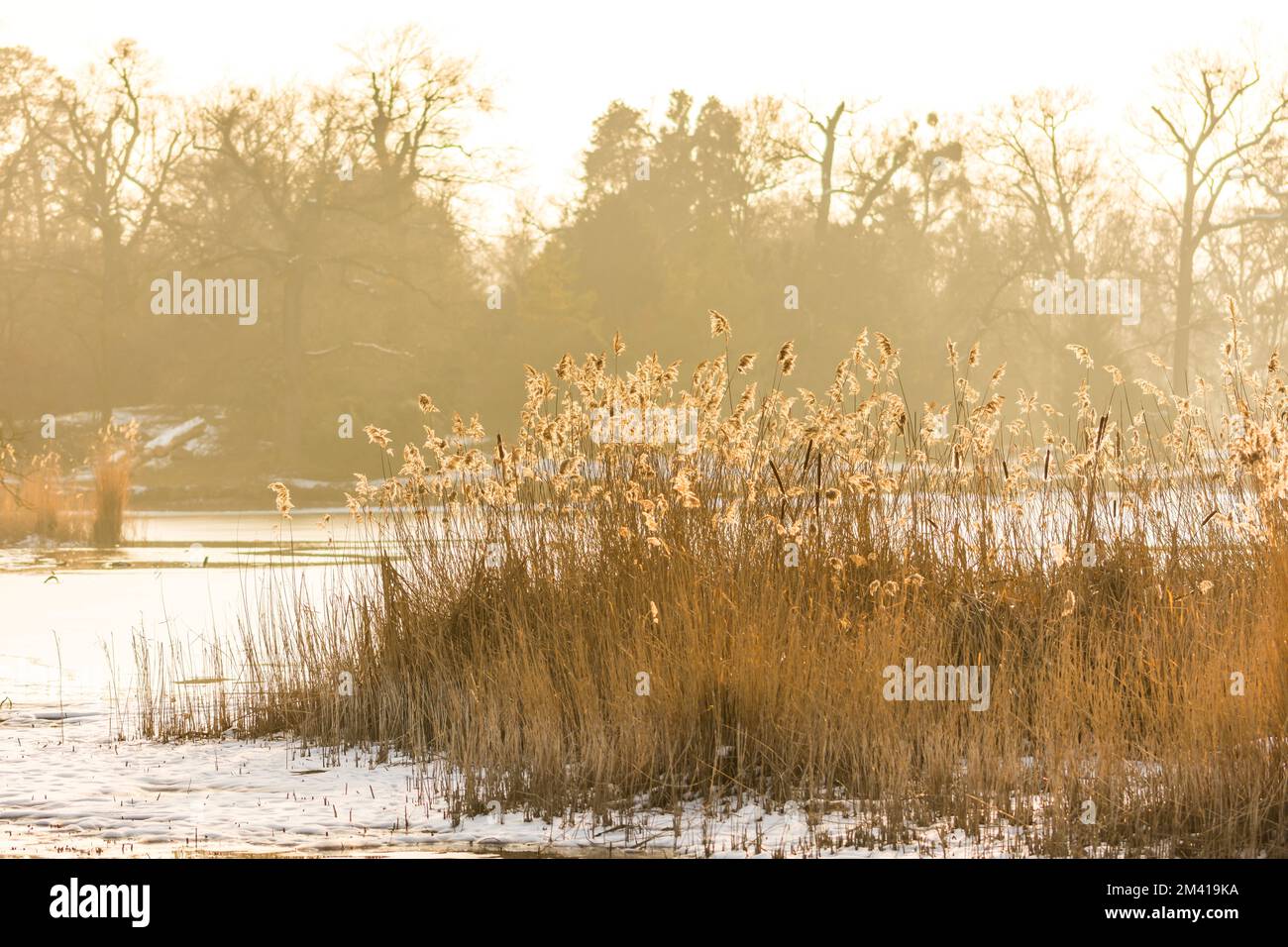 Reed plante au coucher du soleil, hiver froid et glace. Banque D'Images