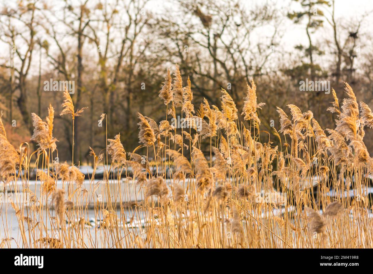 Reed plante au coucher du soleil, hiver froid et glace. Banque D'Images