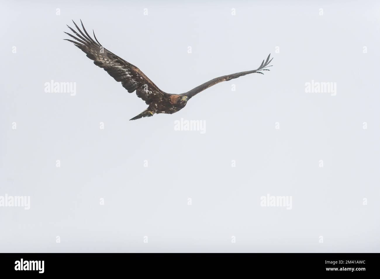 L'aigle doré (Aquila chrysaetos) volant dans le ciel, isolé en arrière-plan. Banque D'Images