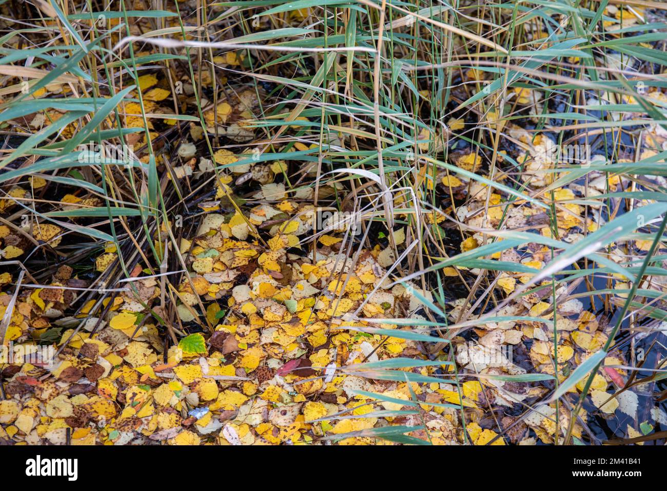 Les feuilles tombées flottent sur l'eau en automne Banque D'Images