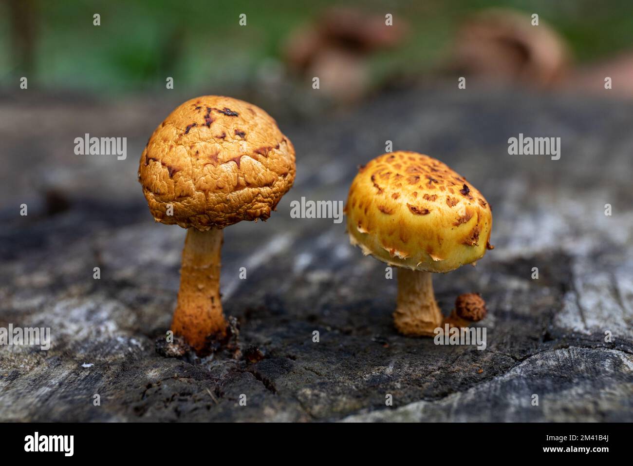 De plus en plus de champignons sur une souche d'arbre en décomposition Banque D'Images