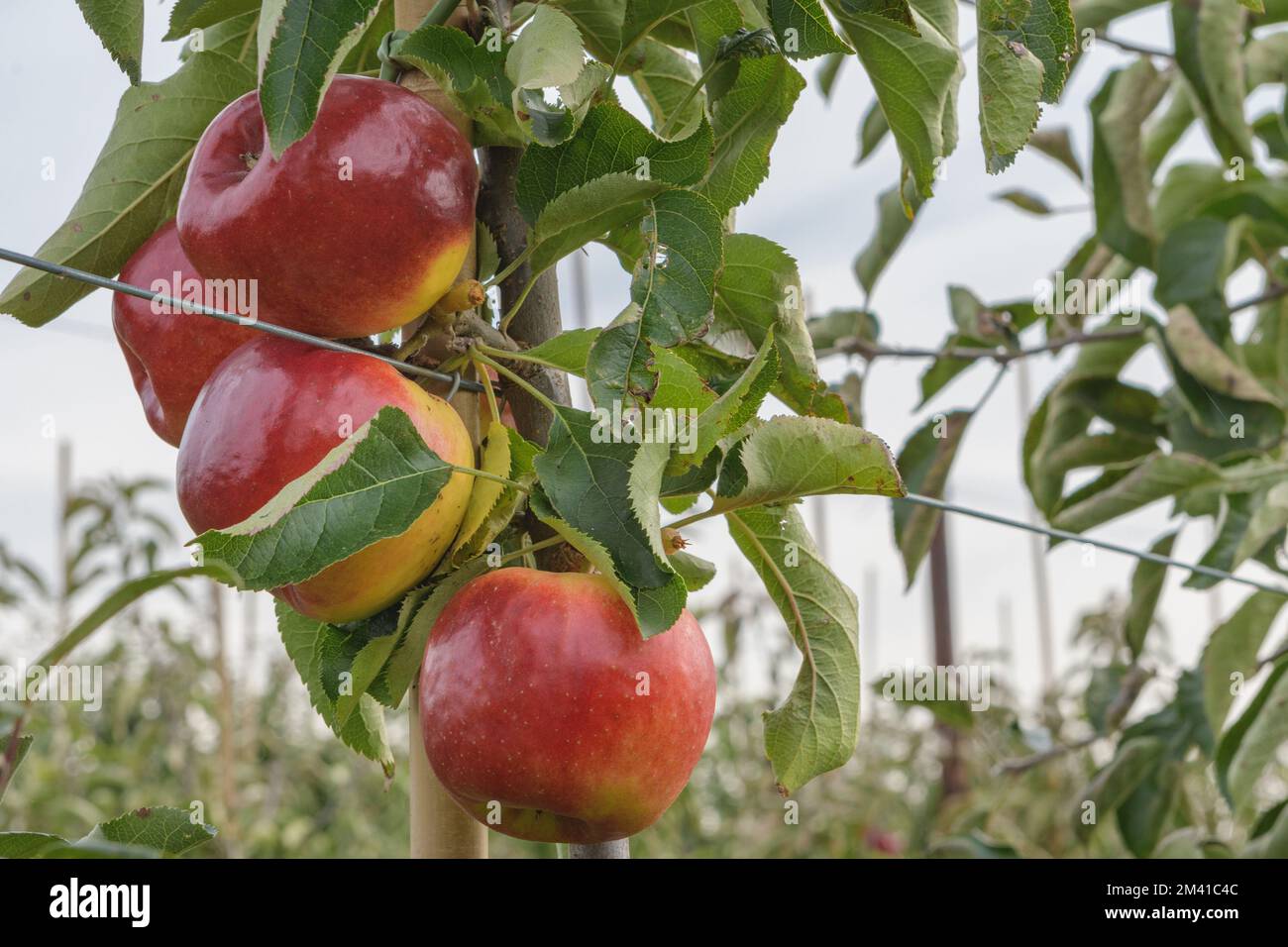 Une pomme rouge mûre est suspendue à la branche. Avant la récolte Banque D'Images
