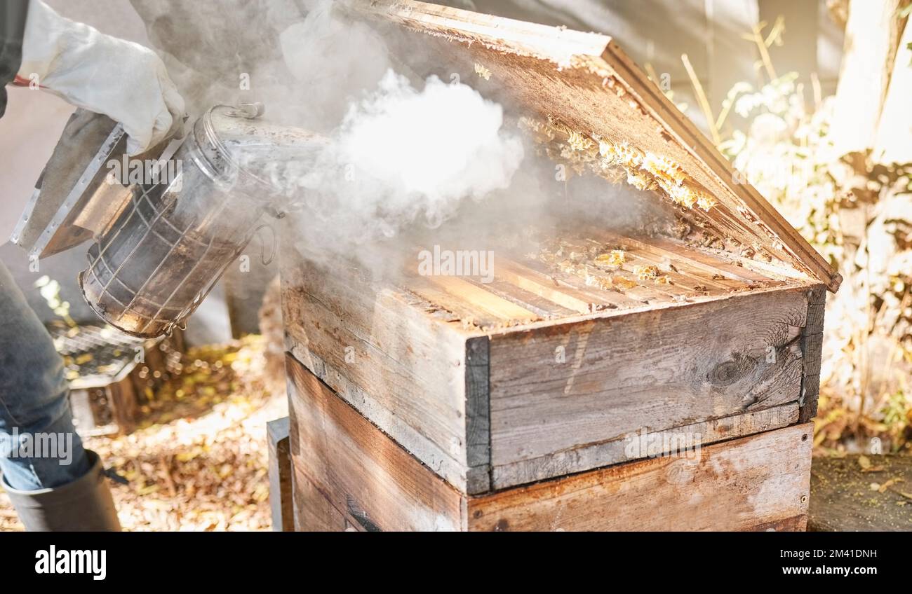 L'élevage d'abeilles, la boîte de bois et la fumée avec la nature et l'apiculture, l'extraction du miel et le produit naturel à l'extérieur. Fermier, apiculteur et ruche, bio avec Banque D'Images