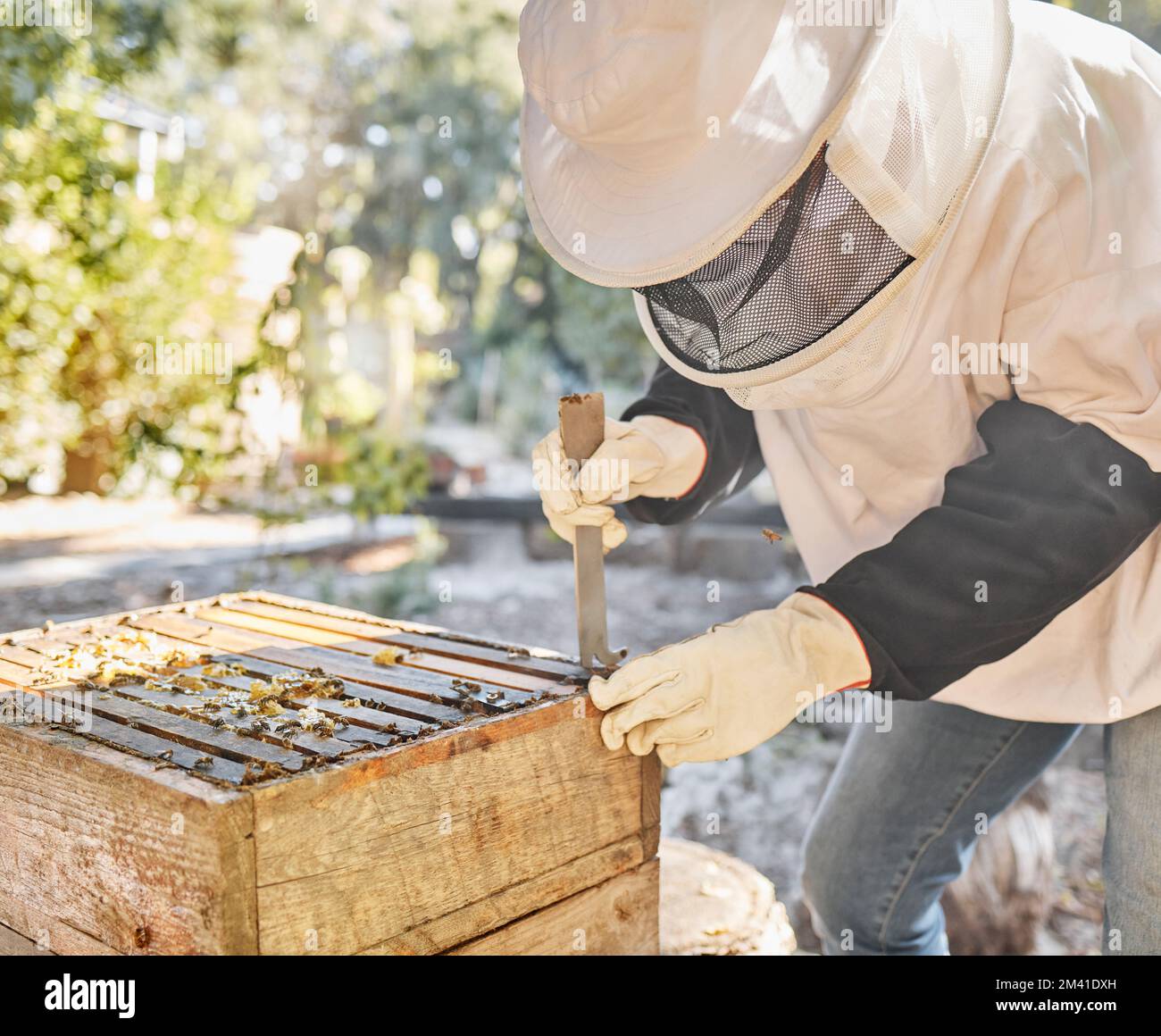 Apiculteur, abeilles et processus de production de miel pour l'extraction naturelle de cire biologique, l'agriculture durable et le travailleur de l'industrie du nid d'abeilles à la ferme Banque D'Images