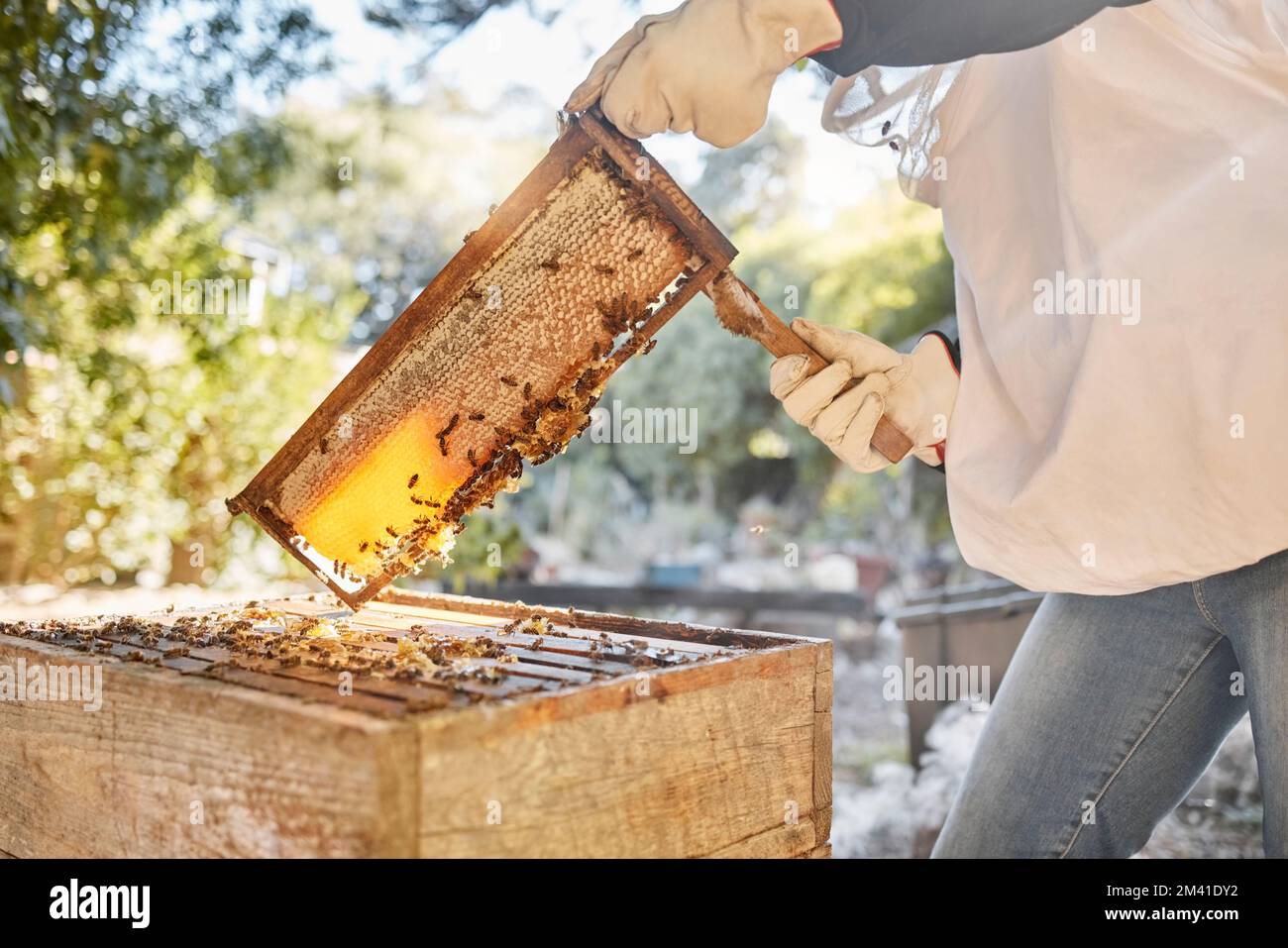 Apiculteur, ruche avec une personne qui enlève de la cire d'abeille d'une ruche sur une ferme écologique. Extraction, cire d'abeilles et mains de fermier apiculant sur un Banque D'Images