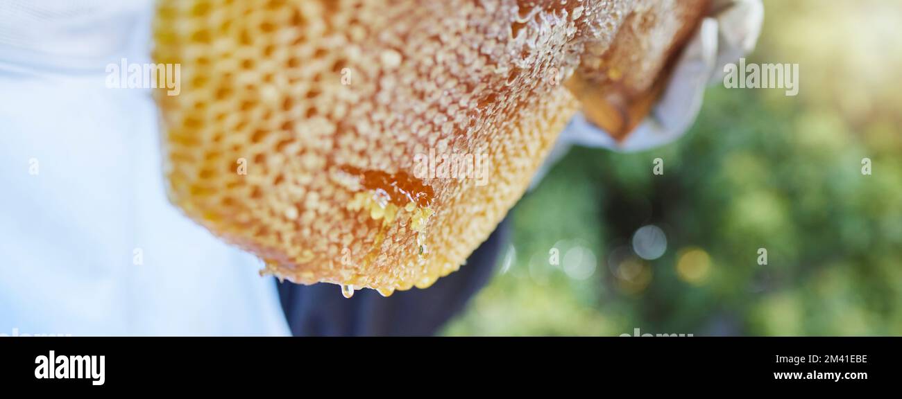 Production de nid d'abeilles, production d'abeilles et récolte de miel dans un jardin écologique, durable et vert. Agriculture, abeilles et petite entreprise agricole Banque D'Images