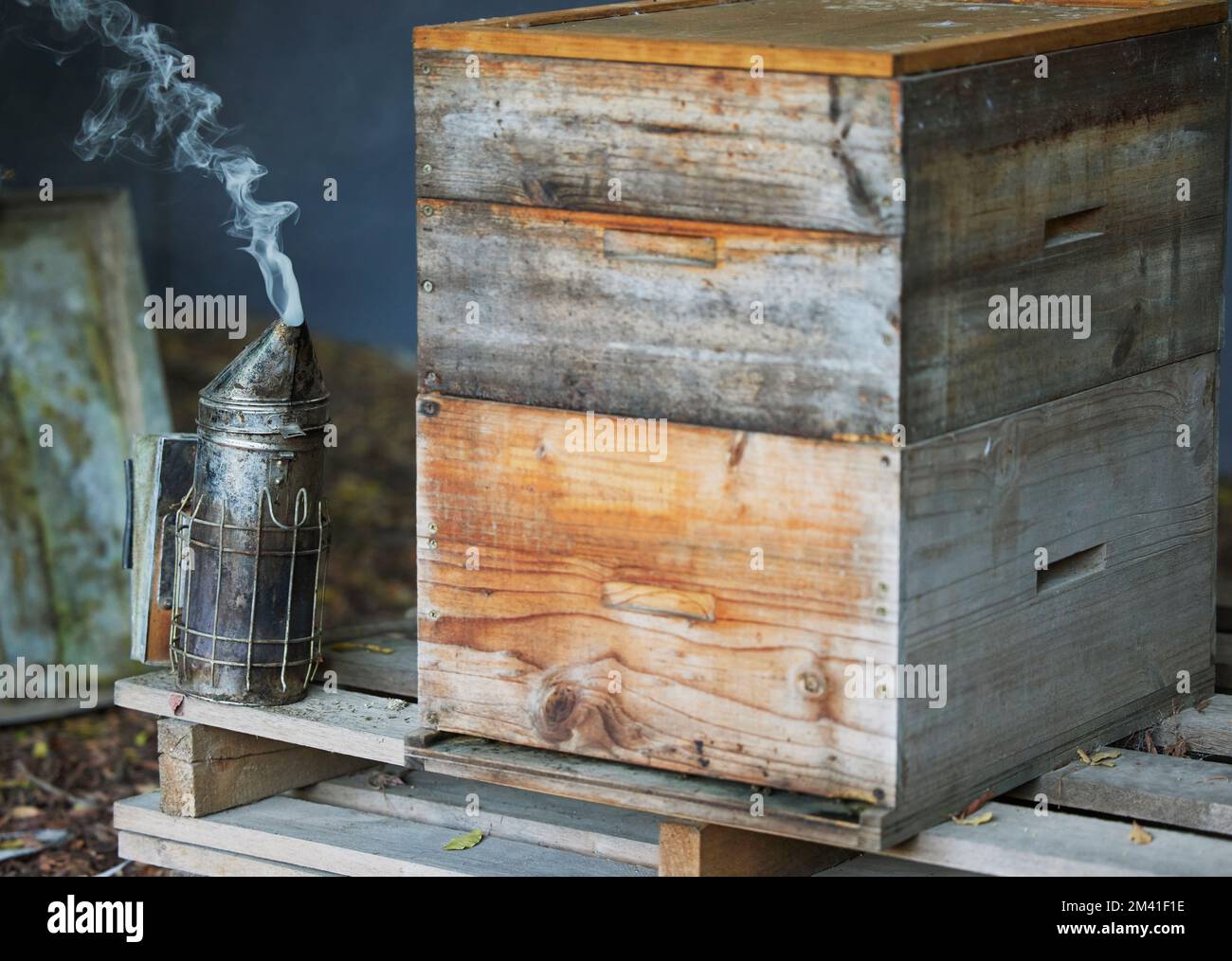 Boîte en bois, fumée ou équipement de apiculteur sur la durabilité de l'agriculture, la campagne environnement nature miel ferme. Outil à fumer, récipient en nid d'abeille Banque D'Images