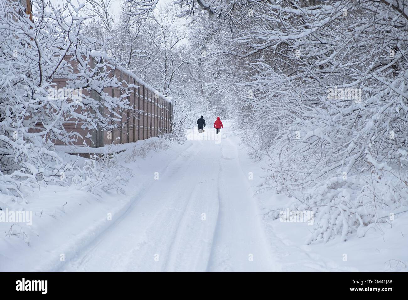 Neige des gens de la route de l'arrière. Un couple de personnes âgées méconnaissable marchant avec un chien sur une route de campagne. Magnifique paysage enneigé en hiver. Le co Banque D'Images