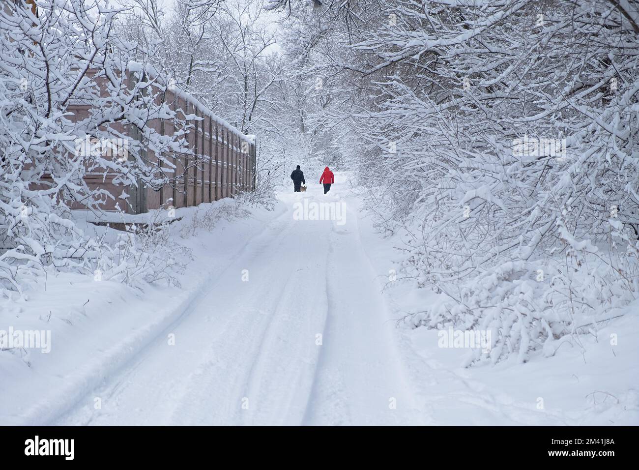 Neige des gens de la route de l'arrière. Un couple de personnes âgées méconnaissable marchant avec un chien sur une route de campagne. Magnifique paysage enneigé en hiver. Le co Banque D'Images