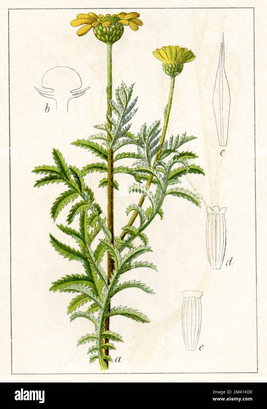 Dyer's Chamomile Cota tinctoria, (livre botanique, 1905), Färberkamille Banque D'Images