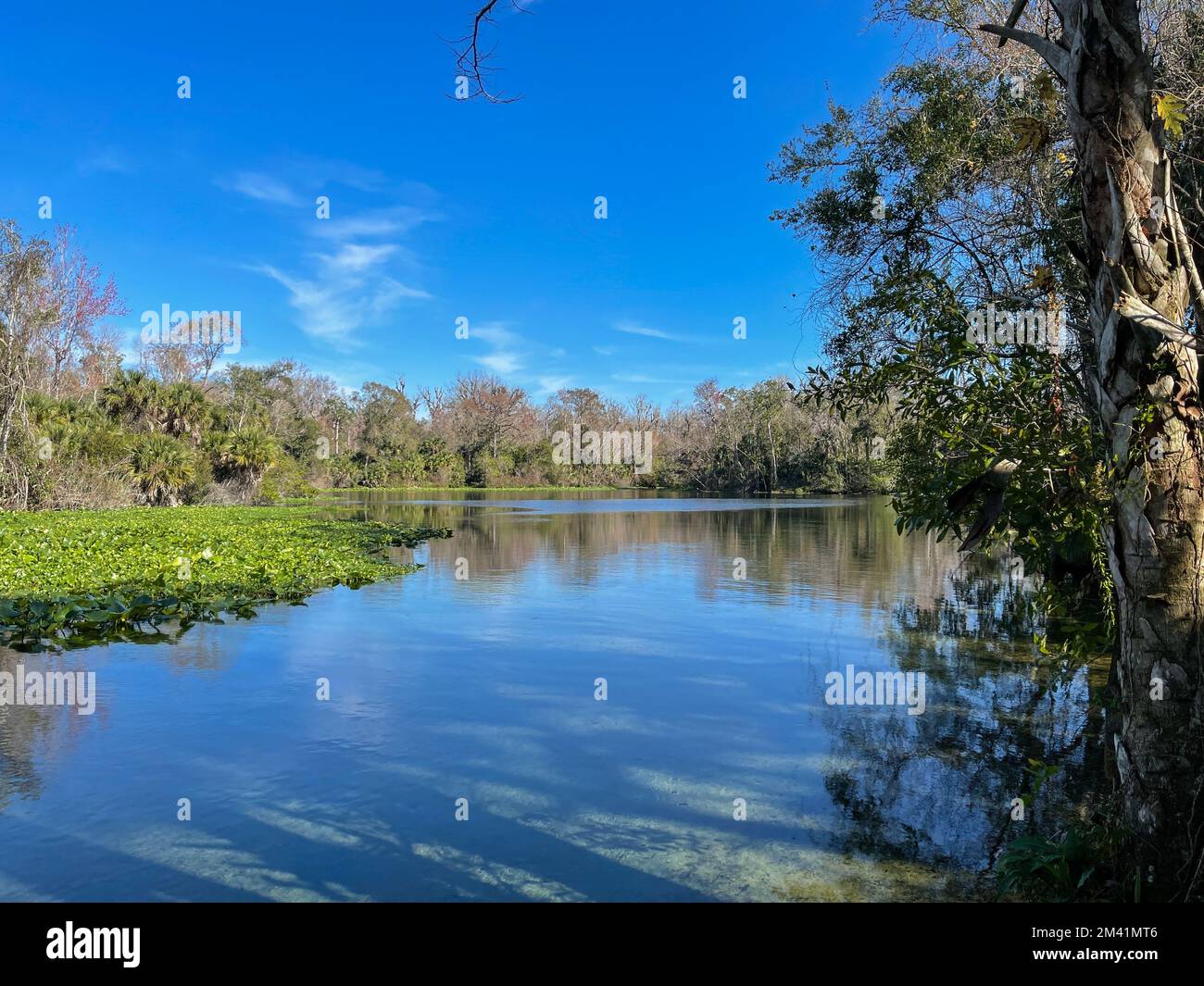 Une source claire de Floride à Orlando, en Floride. Banque D'Images