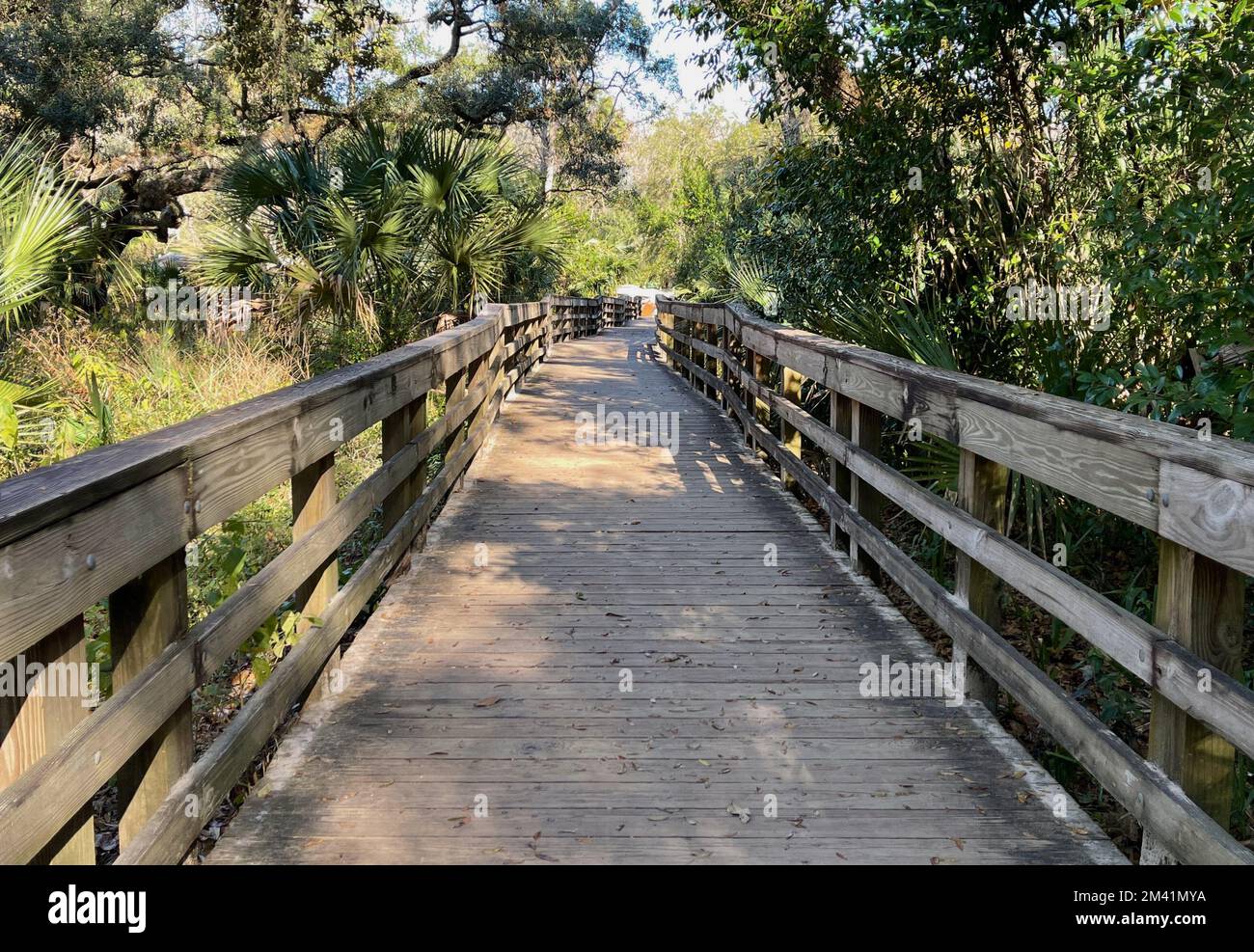 Les sentiers de randonnée d'un parc national à Orlando, en Floride. Banque D'Images