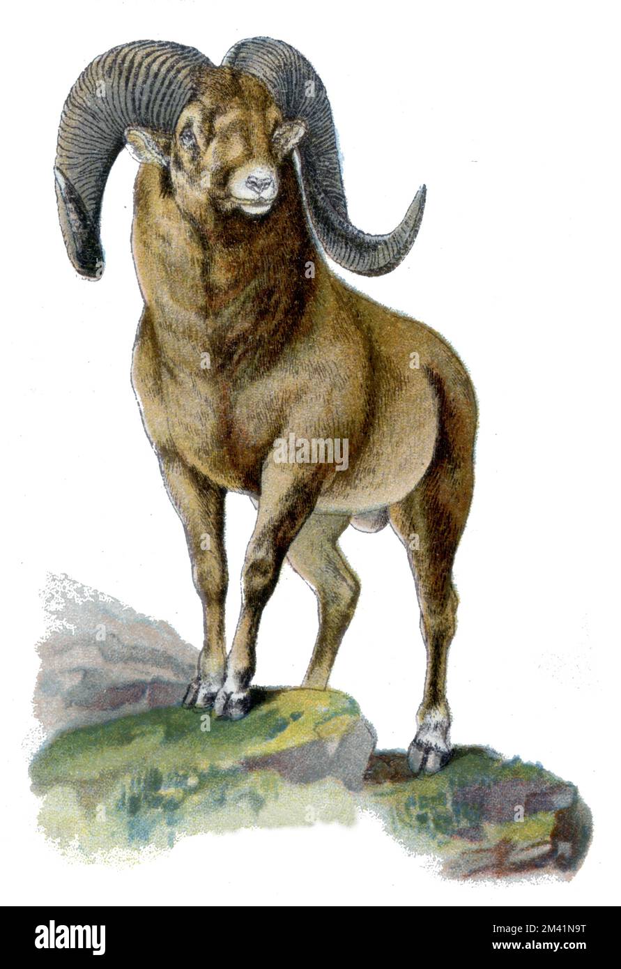 Argali Ovis ammon, (livre de zoologie, 1913), Argali Banque D'Images