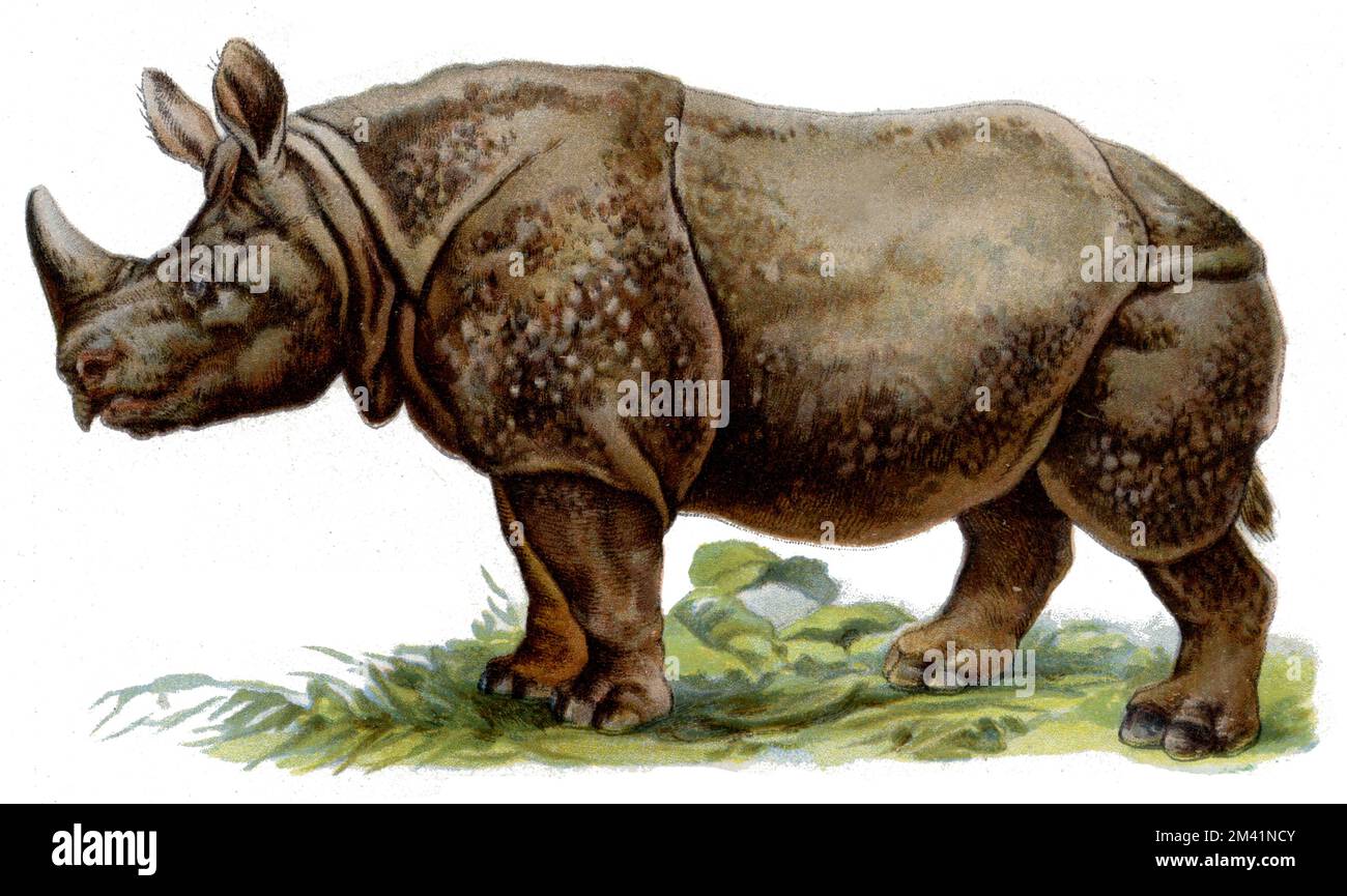 Rhinocéros indiens Rhinoceros unicornis, (livre de zoologie, 1913), Panzernashorn Banque D'Images