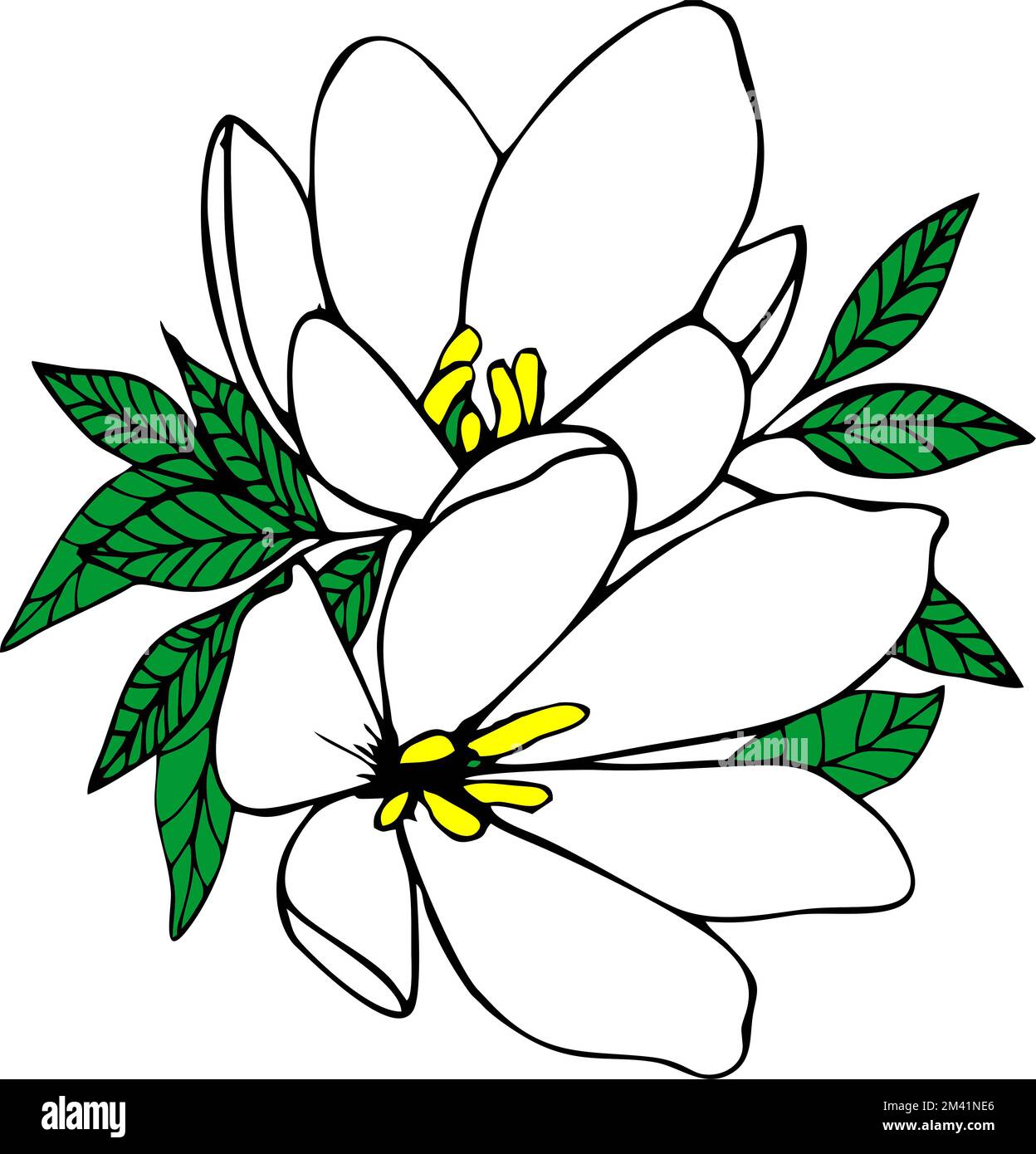 dessin graphique couleur de deux grandes fleurs blanches avec un contour noir, élément isolé, décor Banque D'Images