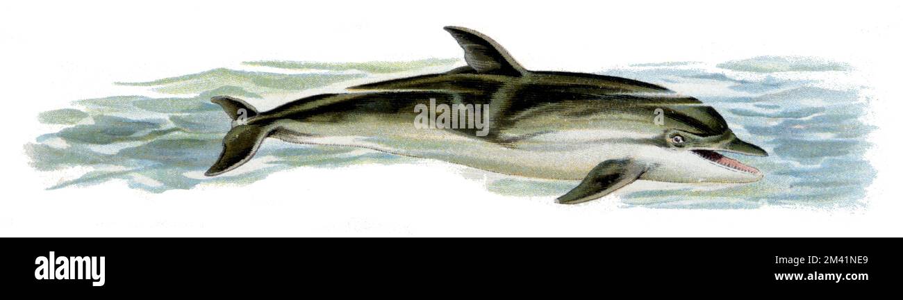Pacific Dolphin Delphinus delphis, (livre de zoologie, 1913), Gemeiner Delfin Banque D'Images