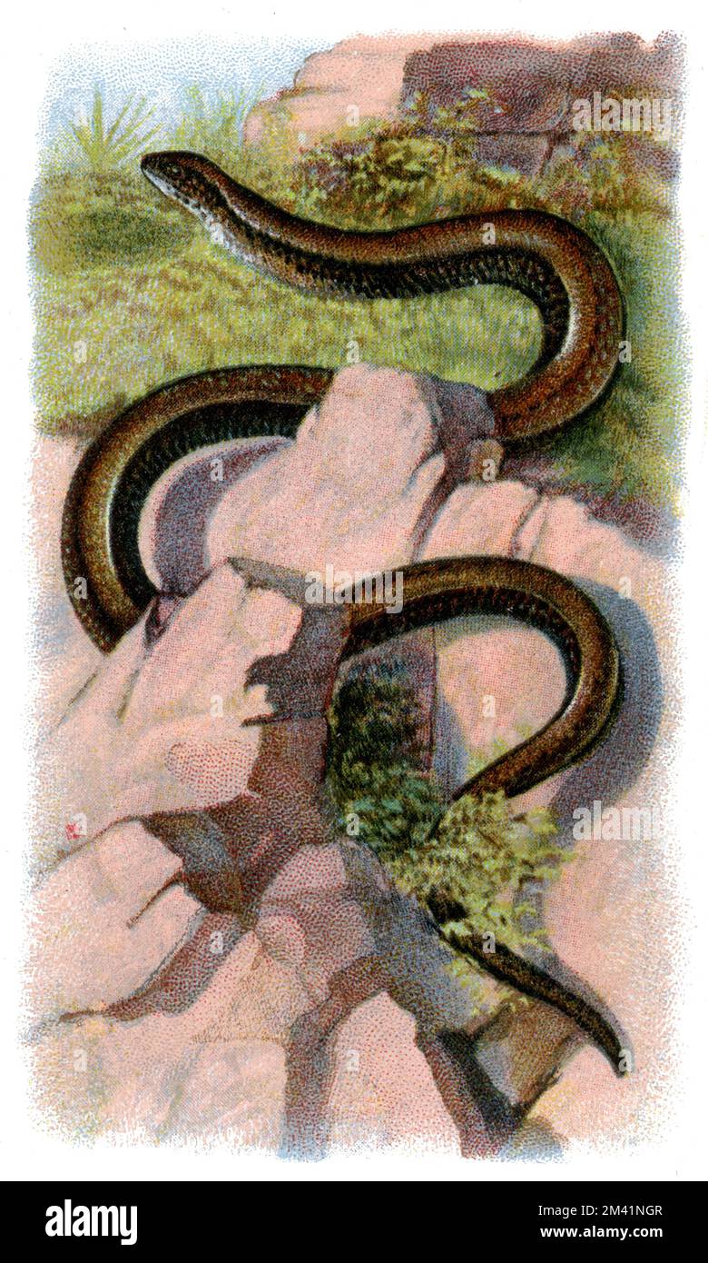 Le ver lent Anguis fragilis, (livre de zoologie, 1913), Blindschleiche Banque D'Images