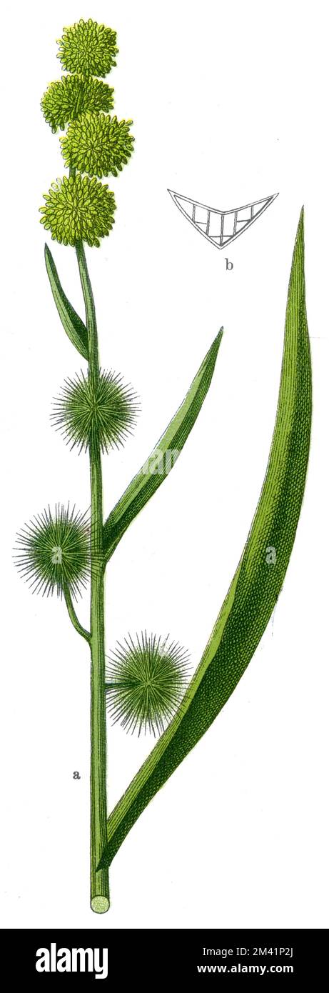 Brur-roseau non ramifié Sparganium emersum, (livre botanique, 1909), Einfacher Igelkolben Banque D'Images