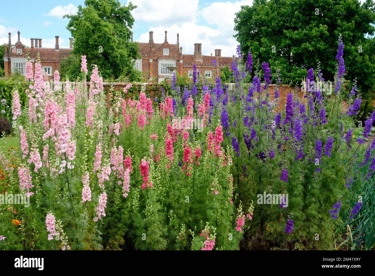 Exposition de fleurs avec mur et hall en arrière-plan Banque D'Images