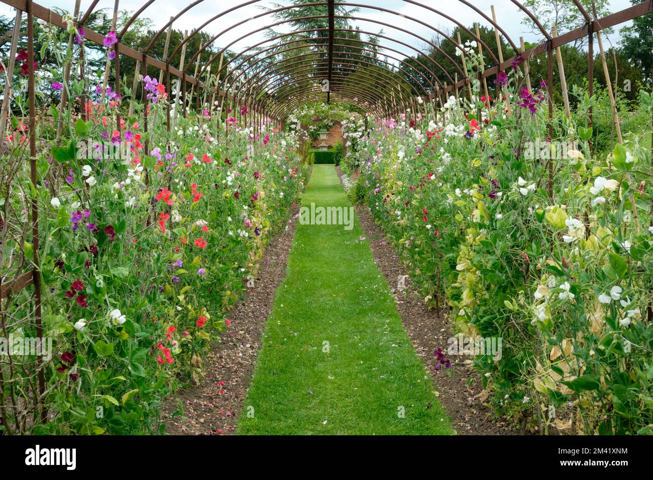 Tunnel Sweet Pea tunnel Helmingham Hall, coloré Banque D'Images