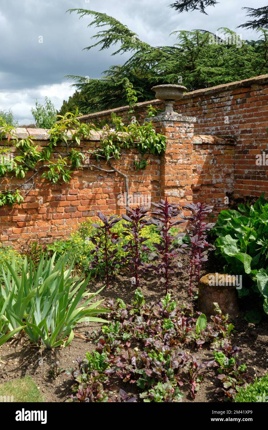 Plantation d'angle dans le jardin clos de Helmingham Hall Gardens Banque D'Images