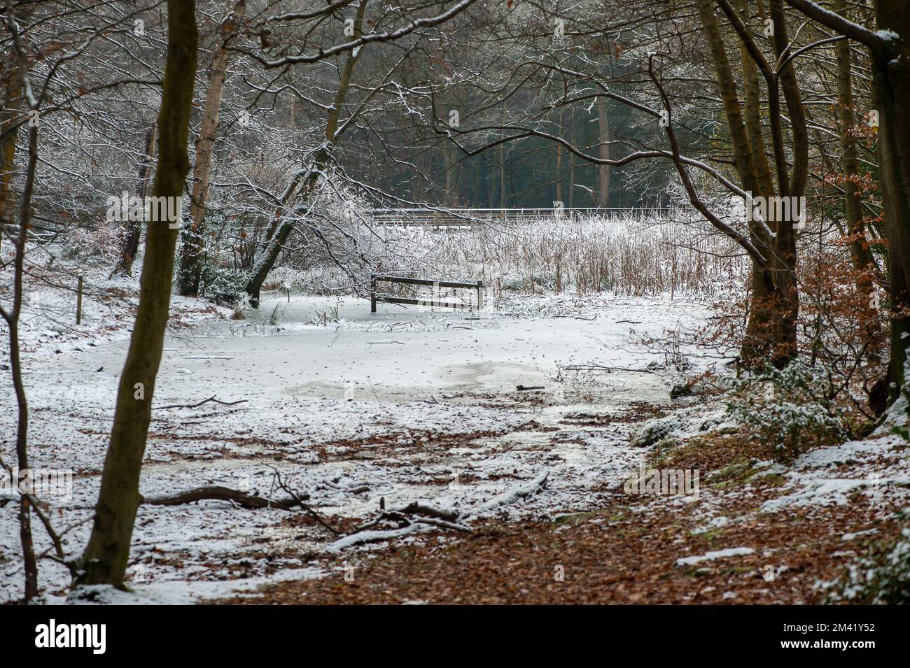 Farnham Common, Buckinghamshire, Royaume-Uni. 17th décembre 2022. Un étang gelé à Burnham Beeches dans Buckinghamshire comme les bois continuent à ressembler à un film d'hiver merveilleux aujourd'hui. La neige reste encore sur les arbres et les glaçons de givre scintillés dans la lumière après un autre gel lourd de nuit. Burnham Beeches est un site d'intérêt scientifique spécial et un refuge pour la faune. Les températures devraient augmenter cette semaine et de fortes pluies sont prévues. Crédit : Maureen McLean/Alay Live News Banque D'Images