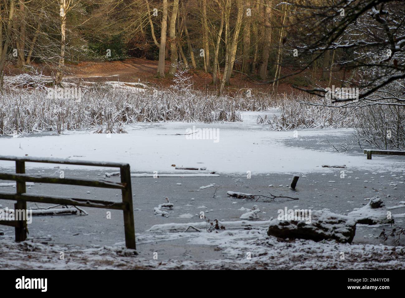 Farnham Common, Buckinghamshire, Royaume-Uni. 17th décembre 2022. Un étang gelé à Burnham Beeches dans Buckinghamshire comme les bois continuent à ressembler à un film d'hiver merveilleux aujourd'hui. La neige reste encore sur les arbres et les glaçons de givre scintillés dans la lumière après un autre gel lourd de nuit. Burnham Beeches est un site d'intérêt scientifique spécial et un refuge pour la faune. Les températures devraient augmenter cette semaine et de fortes pluies sont prévues. Crédit : Maureen McLean/Alay Live News Banque D'Images