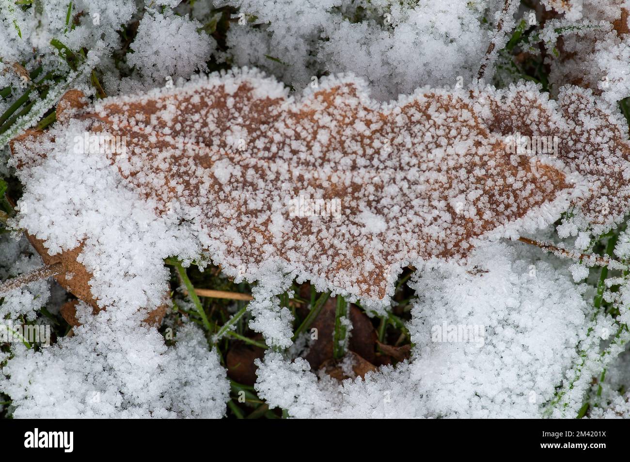Farnham Common, Buckinghamshire, Royaume-Uni. 17th décembre 2022. Feuilles congelées dans la neige à Burnham Beeches dans Buckinghamshire qui continuent à ressembler à un film de l'hiver merveilleux aujourd'hui. La neige reste encore sur les arbres et les glaçons de givre scintillés dans la lumière après un autre gel lourd de nuit. Burnham Beeches est un site d'intérêt scientifique spécial et un refuge pour la faune. Les températures devraient augmenter cette semaine et de fortes pluies sont prévues. Crédit : Maureen McLean/Alay Live News Banque D'Images