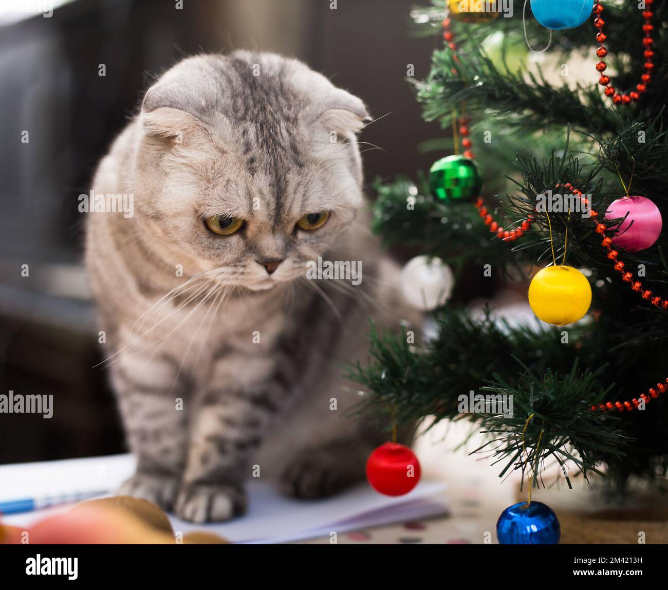 Le chat est assis sous l'arbre de Noël avec des livres et des verres Banque D'Images