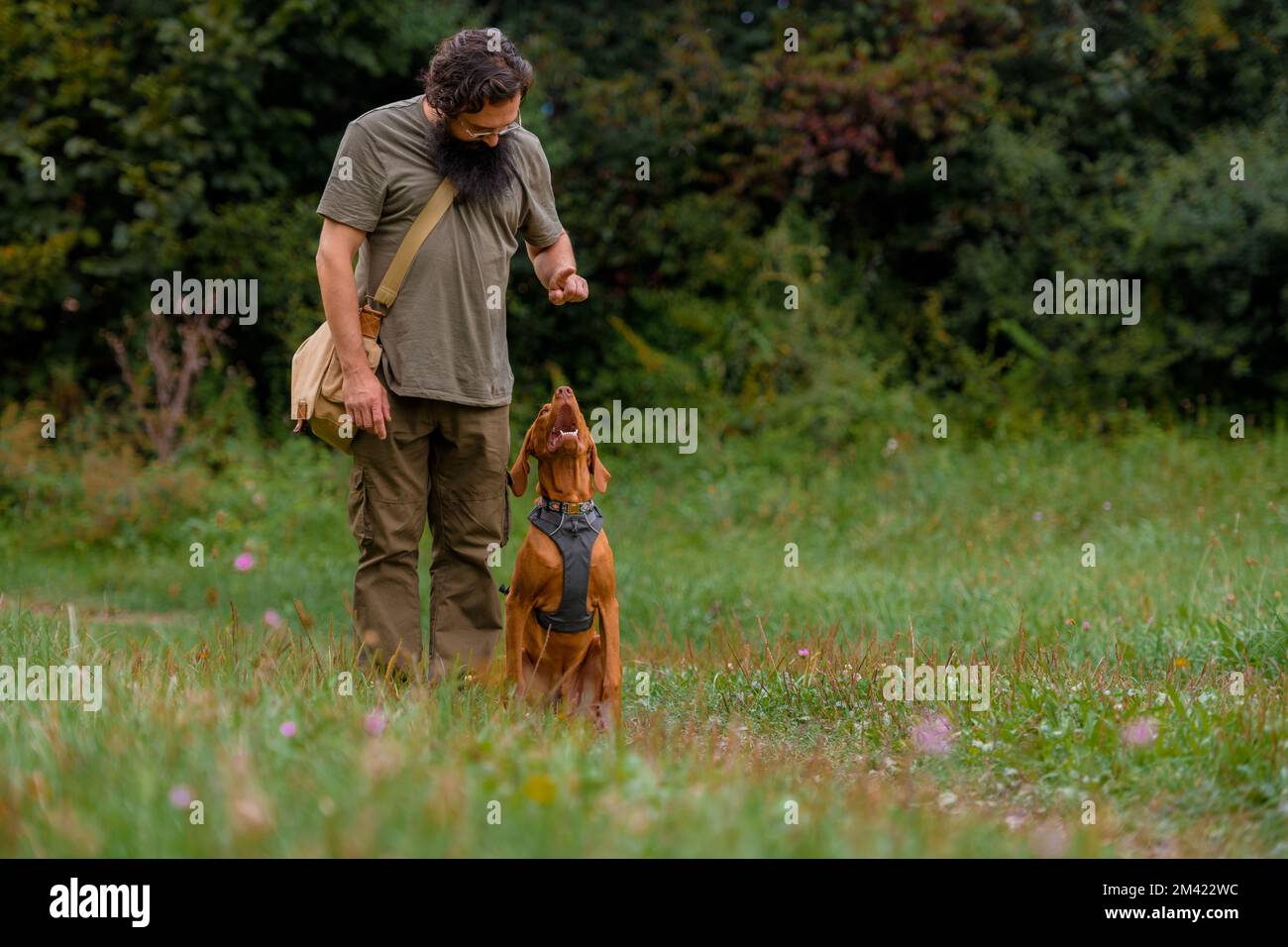 Beau chiot hongrois Vizsla devint et son propriétaire au cours de formation d'obéissance à l'extérieur. S'asseoir et commande séjour. Banque D'Images