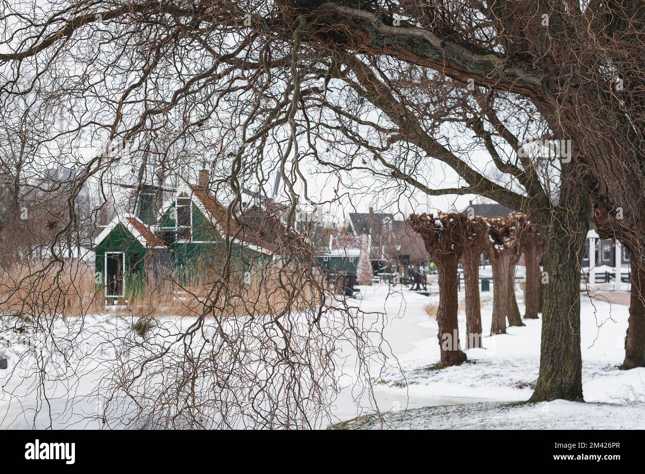 Vue sur une petite maison à travers les branches suspendues d'un arbre. Banque D'Images
