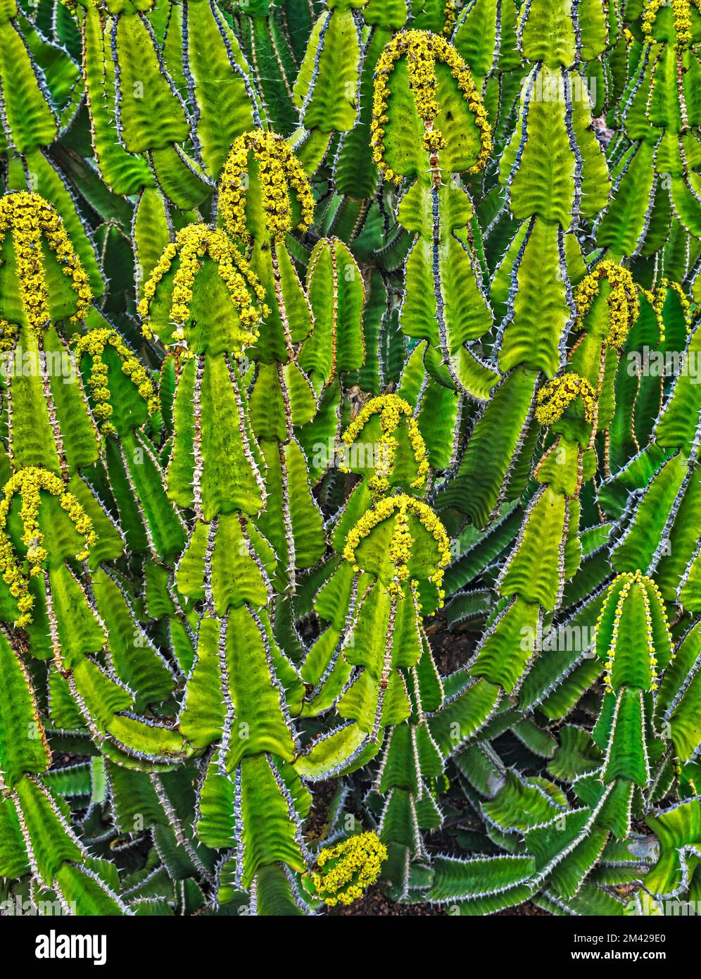 Euphorbia cooperi Lanzarote Iles Canaries Banque D'Images