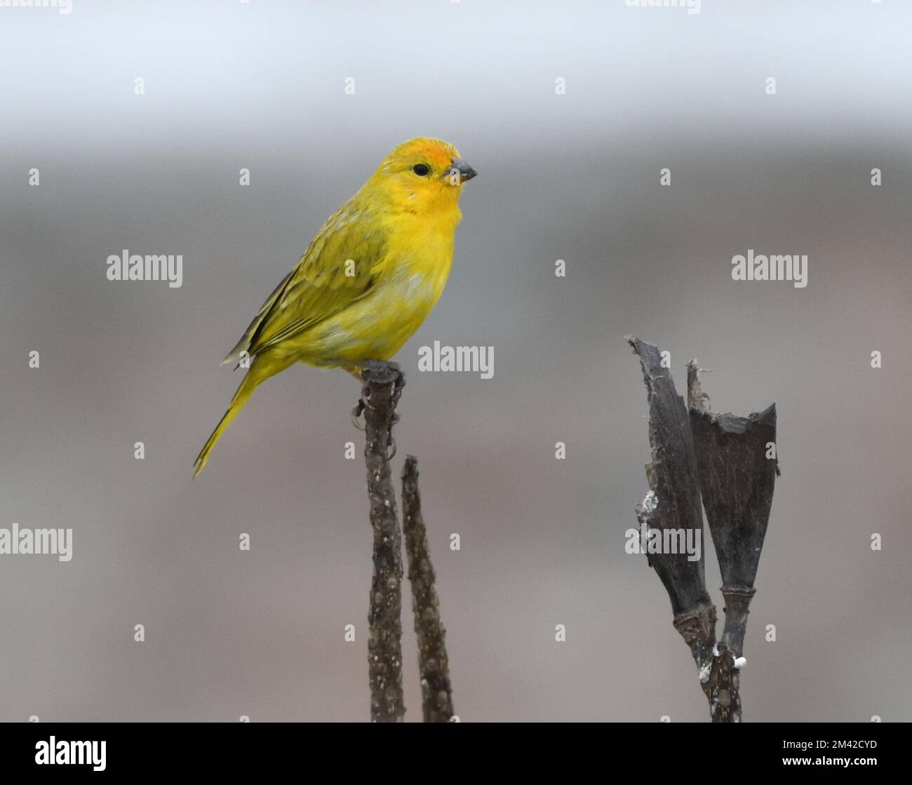 Une finale de safran (Sicalis flaveola) se perçant sur une branche dans le centre de Lima. Lima, Pérou, Banque D'Images