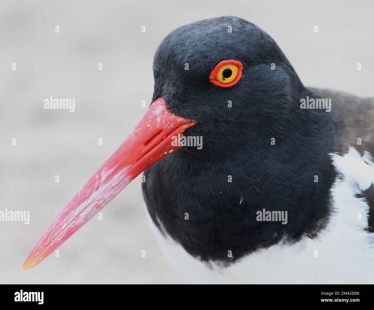 Portrait en gros plan d'un oystercatcher américain (Haematopus palliatus) sur la plage entre les marais et la mer. Réserve naturelle Pantananos de Villa Banque D'Images