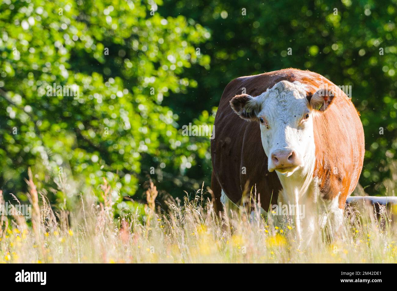 Vache dans le champ d'été Banque D'Images