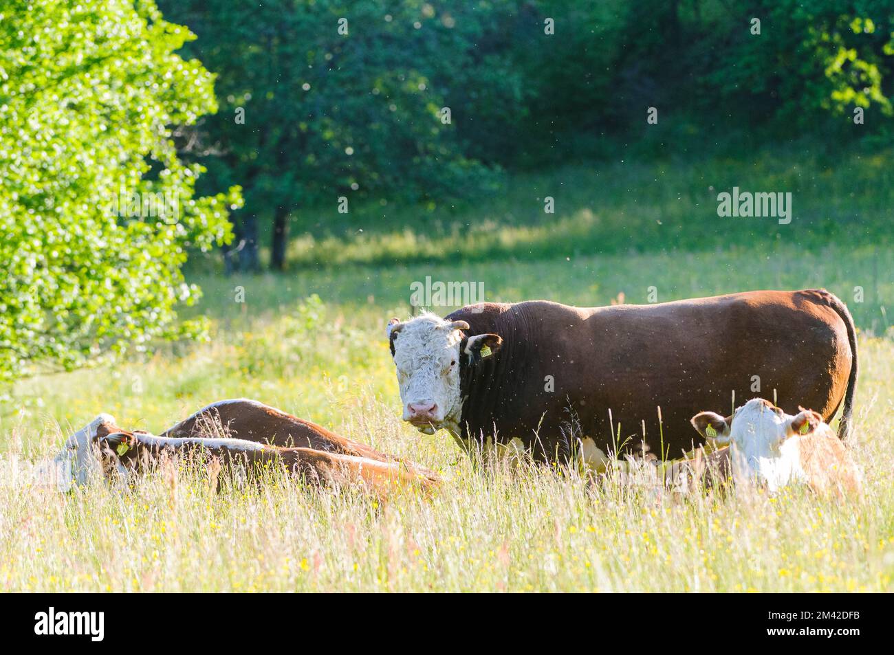 Vaches dans le champ d'été Banque D'Images