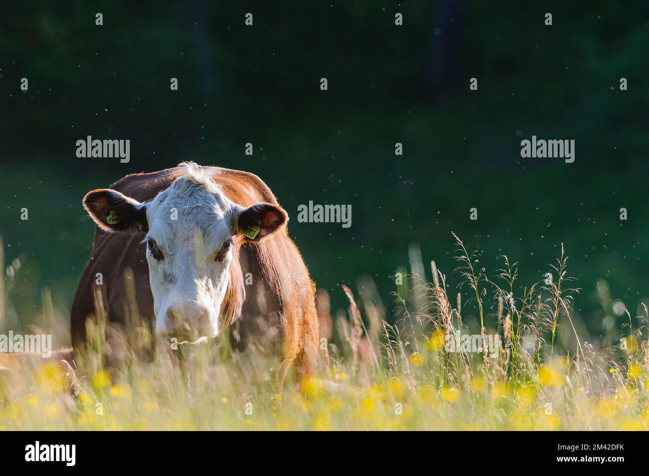 Vache dans le champ d'été Banque D'Images