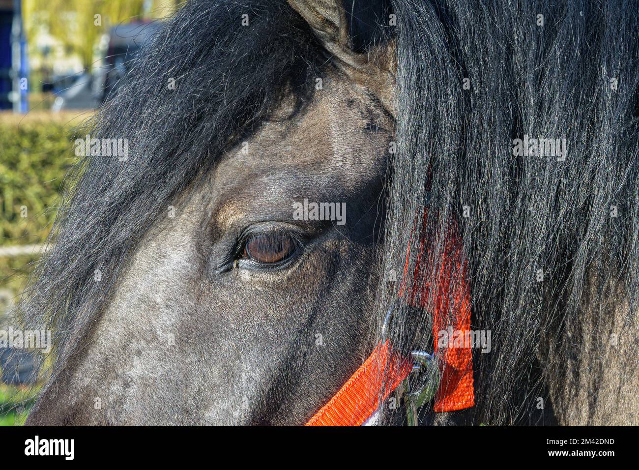 Œil de cheval - gros plan. Tête d'un cheval brun avec une bride rouge Banque D'Images