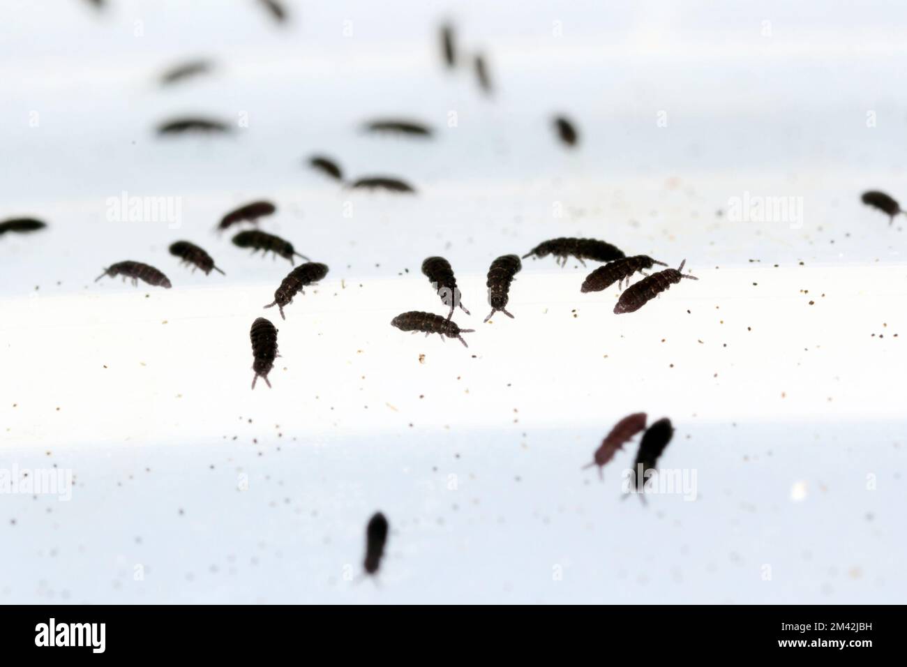 Groupe de Springqueues, commander Collembola. Banque D'Images