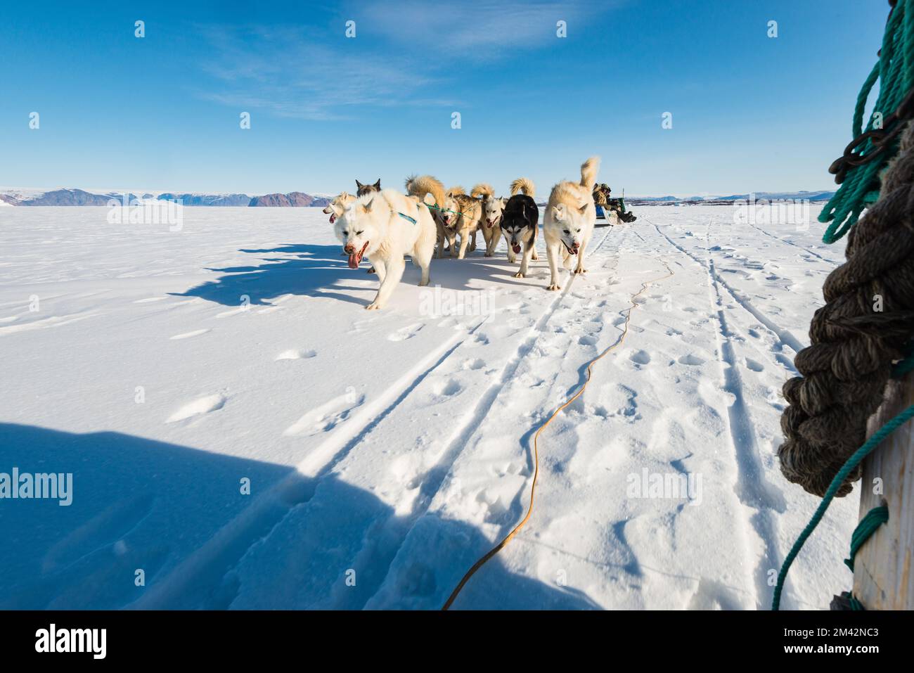 Voyage de traîneau à chiens courant sur la mer gelée Banque D'Images