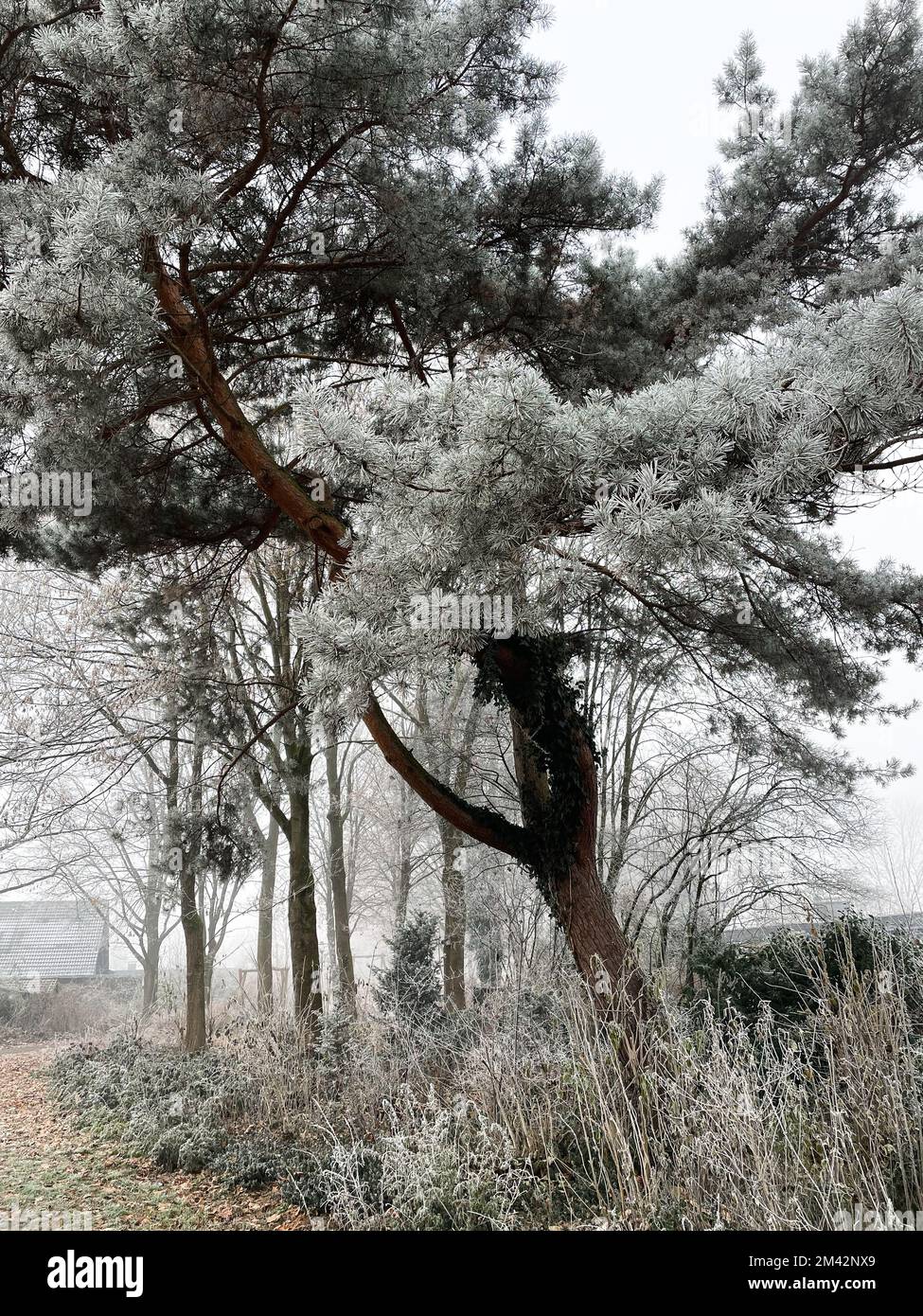 Dans le parc, les arbres et les buissons sont couverts de givre. C'est l'hiver. Banque D'Images