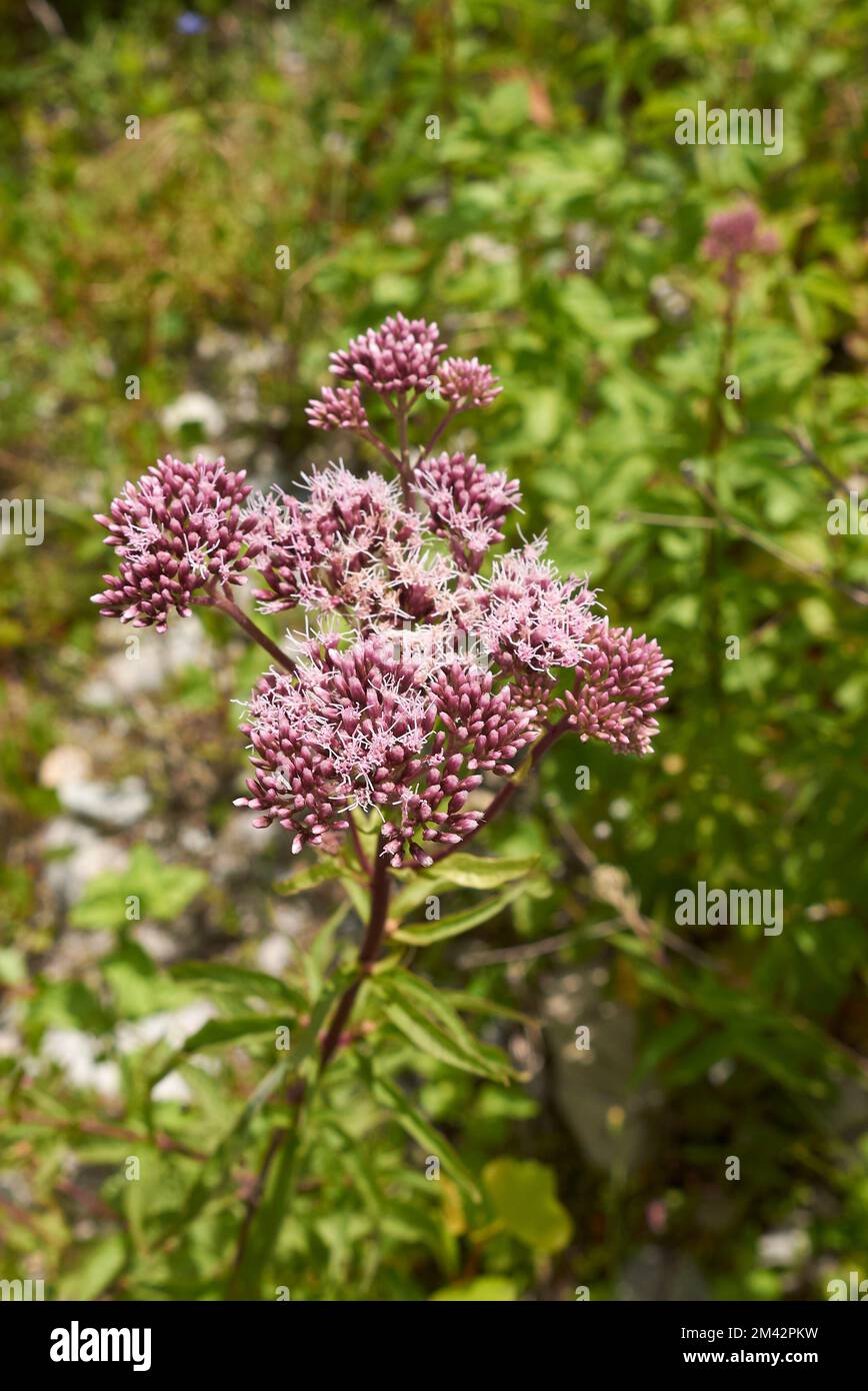 Eupatorium cannabinum plante en fleur Banque D'Images