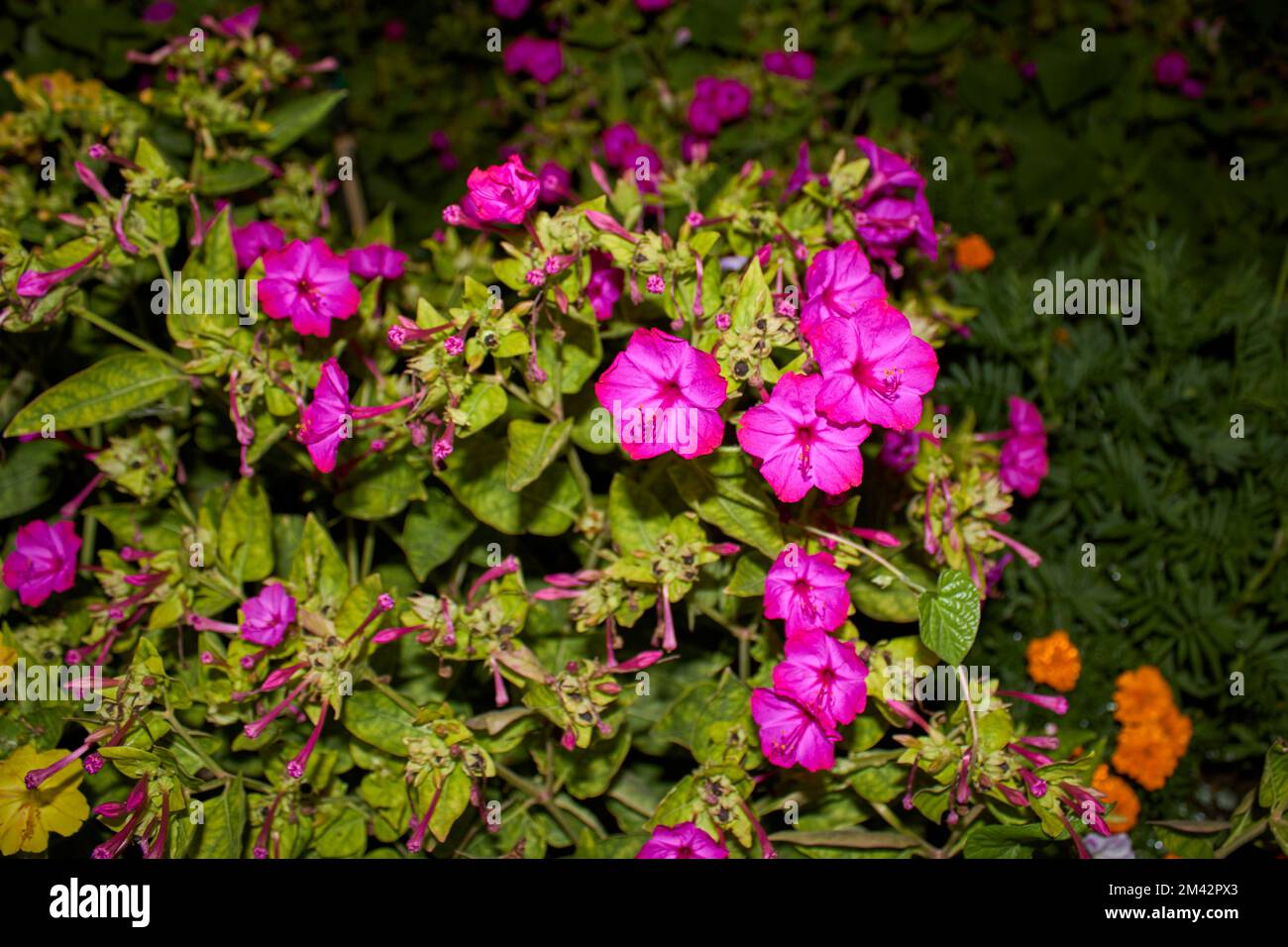 Mirabilis jalapa fleurs colorées Banque D'Images