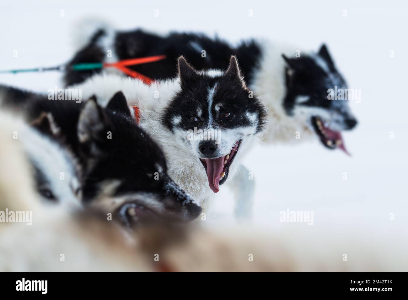 Les chiens groenlandais qui coutent avec la bouche ouverte et la langue sortie Banque D'Images